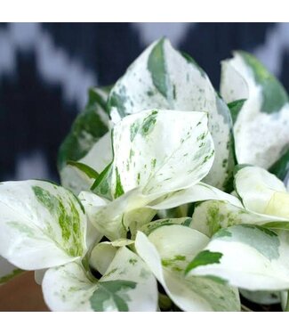 HB POTHOS HAPPY LEAF 10" hanging basket