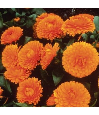 CALENDULA BON BON ORANGE 4'