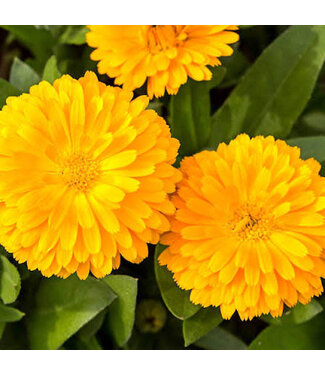 CALENDULA BON BON YELLOW 4"