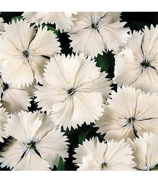 Dianthus, White Coronet  4"