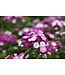 DIANTHUS DASH MAGICIAN 4"