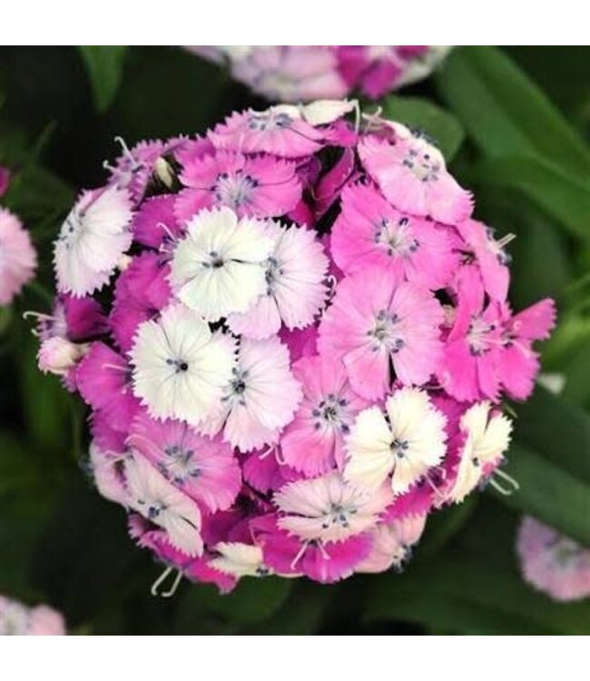 DIANTHUS DASH MAGICIAN 4"