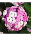 DIANTHUS DASH MAGICIAN 4"
