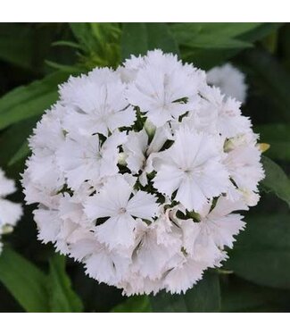 DIANTHUS DASH WHITE 4"