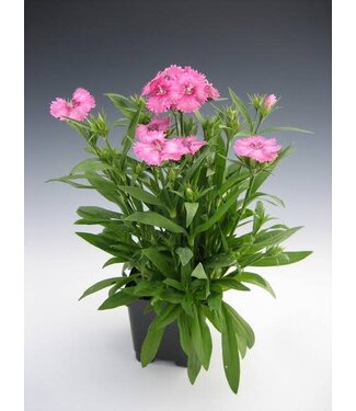 DIANTHUS TELSTAR PINK 4"