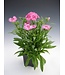 DIANTHUS TELSTAR PINK 4"