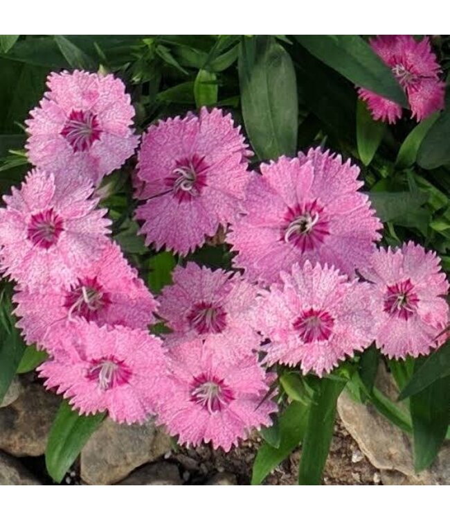DIANTHUS TELSTAR PINK 4"