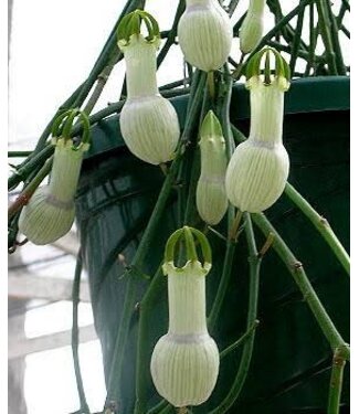HB CEROPEGIA AMPLIATA 8" Hanging Basket