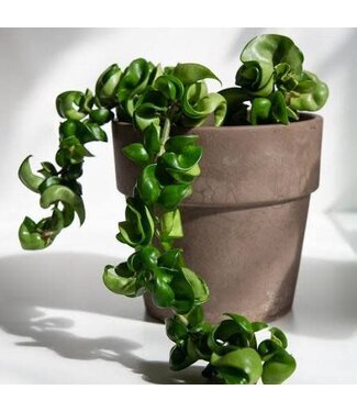 Hoya Compacta Hindu Rope 1Q