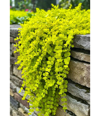 Lysimachia Creeping Jenny 6.5"