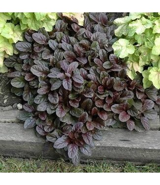 Ajuga, Mahogany 4"