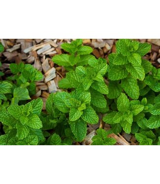 Mint, Strawberry 3.5"