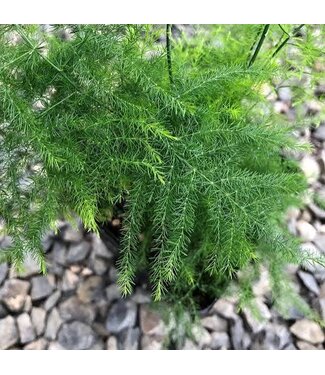 The Plant Shoppe Fern Plumosa 6"