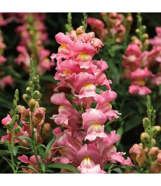 Snapdragon, Speedy Sonnet Pink 3.5"