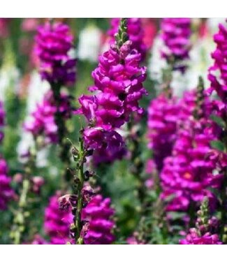 Snapdragon Snapshot Purple (mounding)  3.5"