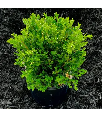 Boxwood Wintergreen – 7 gal.