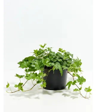Indoor Ivy 6"