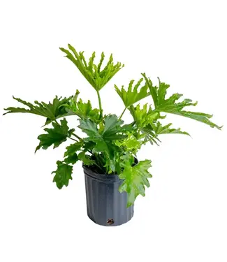 Philodendron-Split Leaf 10"