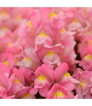 Snapdragon Snapshot Pink (mounding)  3.5"