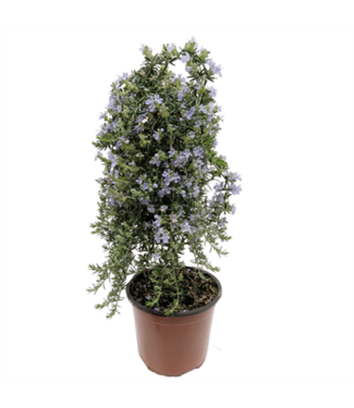 Rosemary Standard Weeping 6.75"