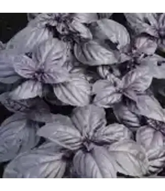 Herb - Basil, Crimson King 3.5"
