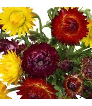 Straw Flower Asst 1G