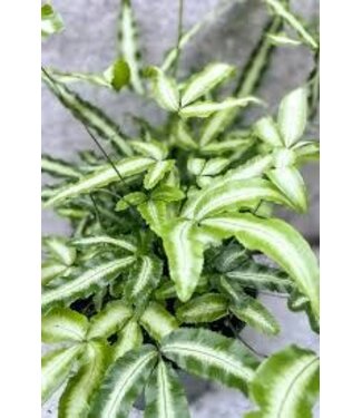 Silver Ribbon fern 4in