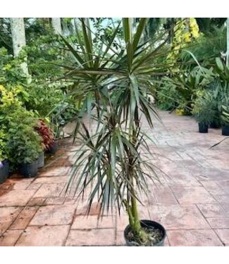 Dracaena-Marginata Wabi Sabi 10"