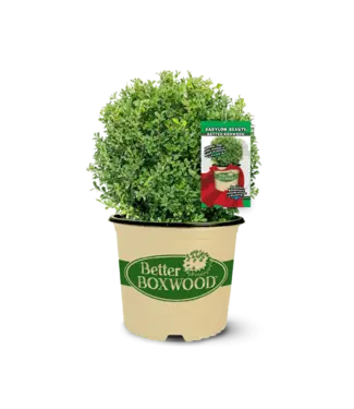 BOXWOOD BETTERBOXWOOD  BABYLON BEAUTY  # 3