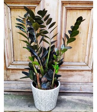 Zamioculcas-Oscura 10" Black ZZ