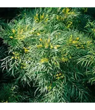 MAHONIA 'SOFT CARESS' # 3