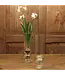 Bulb Vase Clear 11"