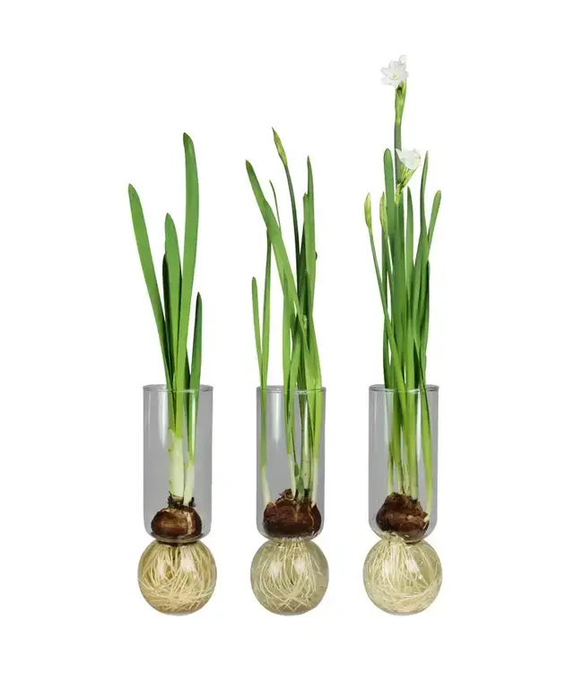 Bulb Vase Clear 11"