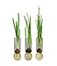 Bulb Vase Clear 11"