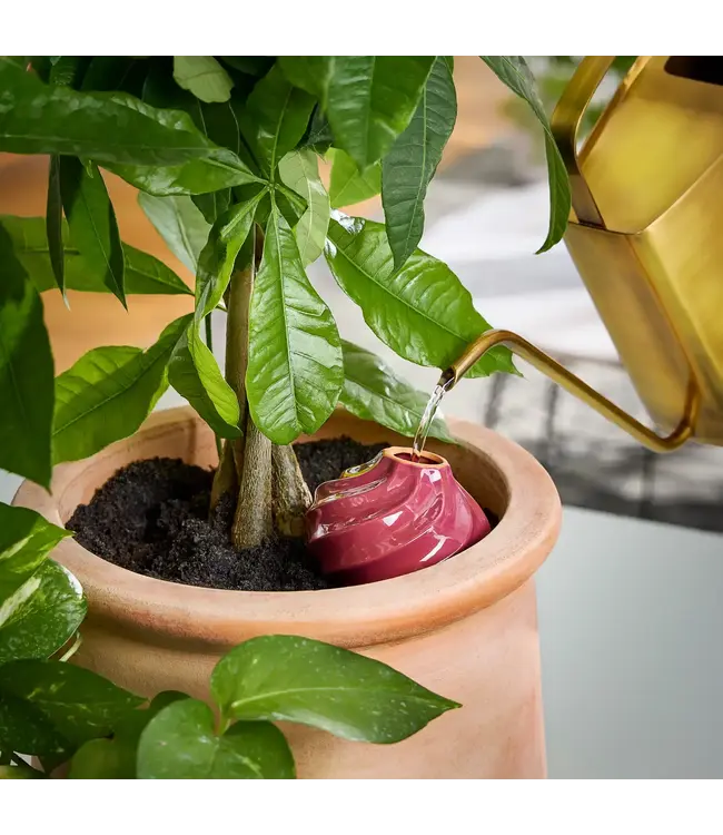 Terracotta Watering Bulb, Plum