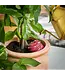 Terracotta Watering Bulb, Plum