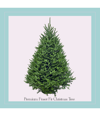 Premium Fraser Fir Christmas Tree 6'-7'