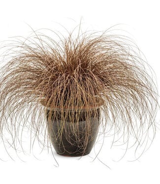 Proven Winner Graceful Grasses Toffee Twist  PW 6.5"