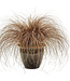 Proven Winner Graceful Grasses Toffee Twist  PW 6.5"