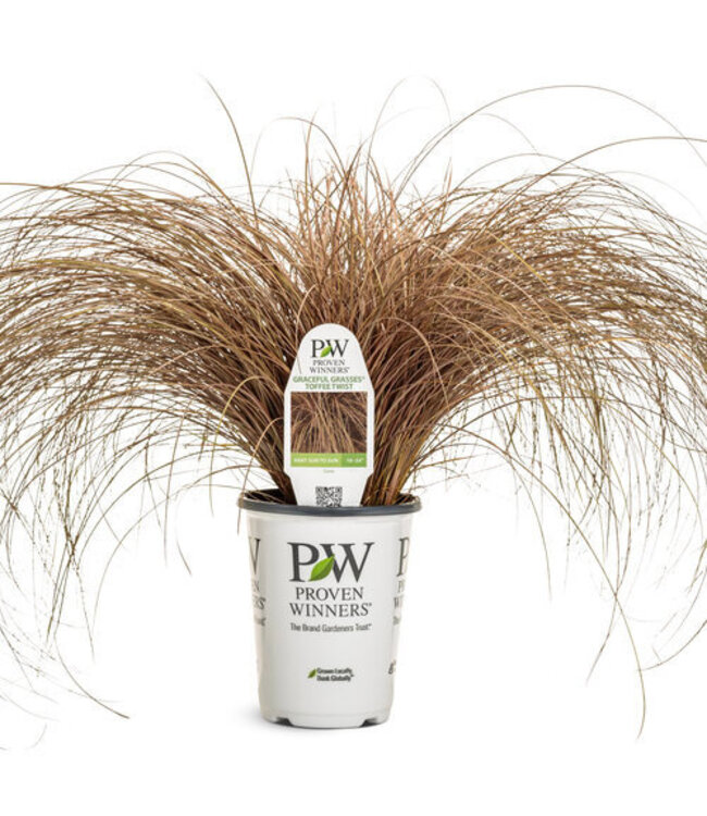 Proven Winner Graceful Grasses Toffee Twist  PW 6.5"