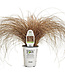 Proven Winner Graceful Grasses Toffee Twist  PW 6.5"