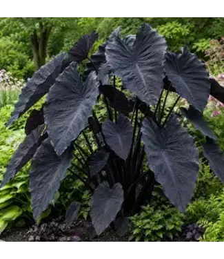 COLOCASIA BLACK MAGIC 1G