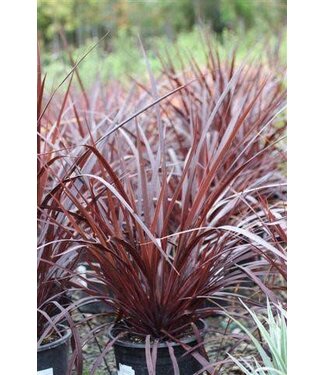 CORDYLINE DESIGN A LINE BURGUNDY 1G