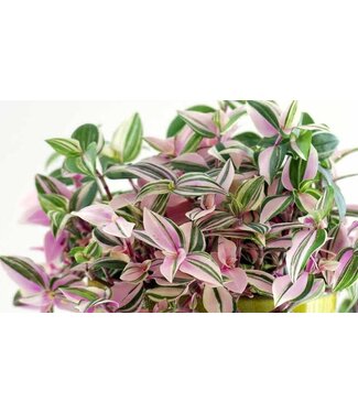 HB   Rainbow Zebra Tradescantia 10" Hanging Basket