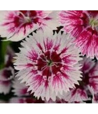 DIANTHUS FLORAL LACE PICOTEE 4"