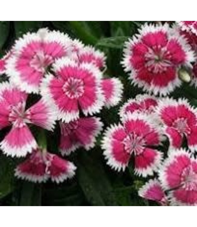 DIANTHUS FLORAL LACE PICOTEE 4"