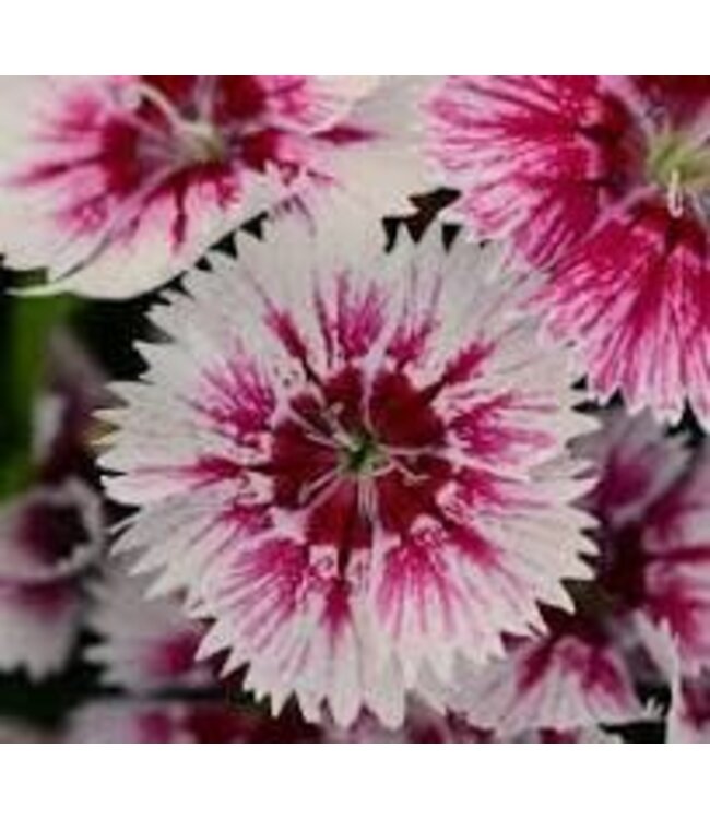 DIANTHUS FLORAL LACE PICOTEE 4"