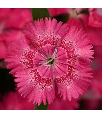 DIANTHUS FLORAL LACE TRUE ROSE 4"