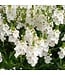 DIASCIA TRINITY GRACE 4"
