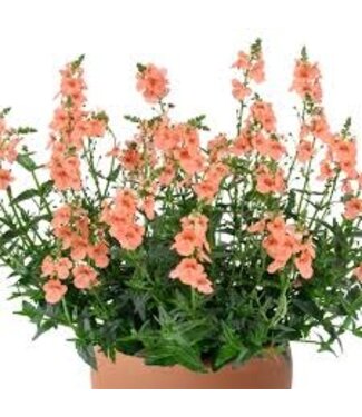 DIASCIA TRINITY SALMON 4"